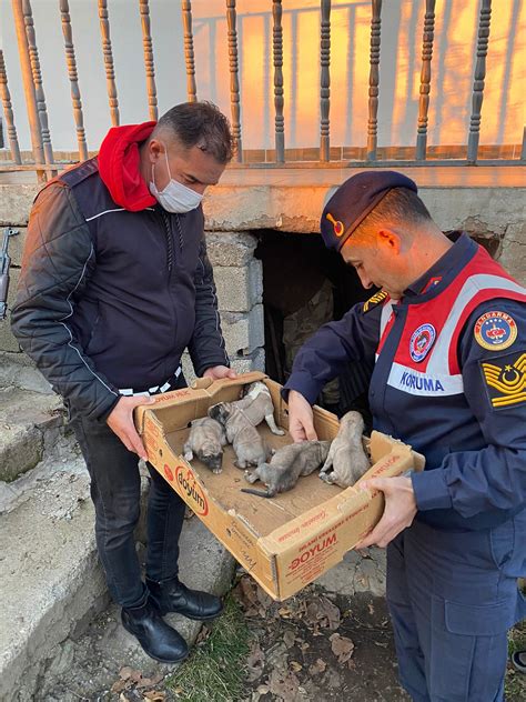 Sason’da güvenlik korucuları donmak üzere olan yavru köpekleri kurtardı